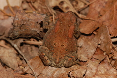 Anaxyrus americanus charlesmithi