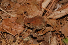 Anaxyrus americanus charlesmithi
