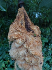 Pseudobombax grandiflorum