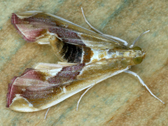 Agathodes ostentalis