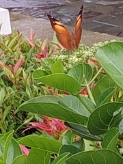 Doleschallia bisaltide