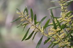 Acacia longifolia longifolia