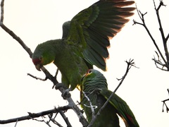 Amazona autumnalis autumnalis