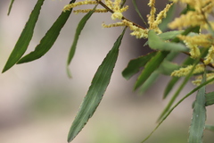 Acacia longifolia longifolia