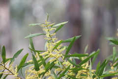 Acacia longifolia longifolia