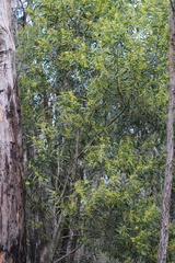 Acacia longifolia longifolia