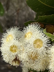 Angophora hispida