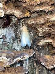 Parcoblatta pennsylvanica