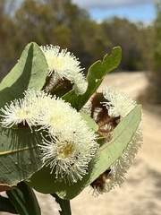 Angophora hispida