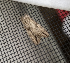 Ecnomodes sagittaria