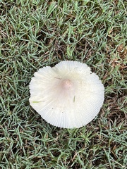 Leucocoprinus