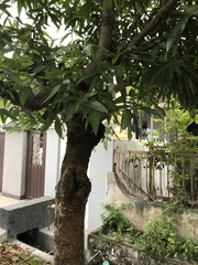 Mangifera indica