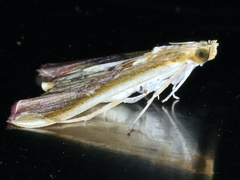 Agathodes ostentalis