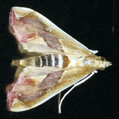 Agathodes ostentalis