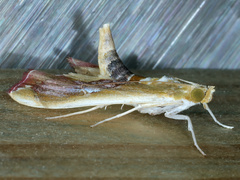 Agathodes ostentalis