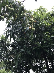 Mangifera indica