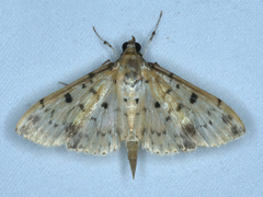Herpetogramma cynaralis