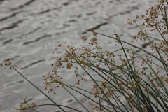 Schoenoplectus lacustris