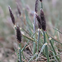 Alopecurus magellanicus