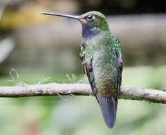 Urochroa bougueri