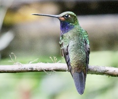 Urochroa bougueri