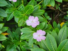 Impatiens sodenii