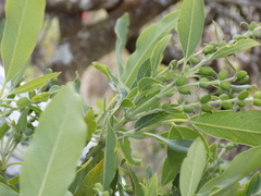 Garrya longifolia