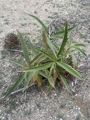 Eriodictyon trichocalyx