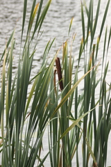 Typha latifolia
