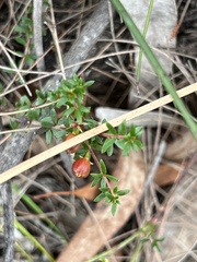 Micrantheum ericoides