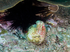 Cnemidocarpa stolonifera