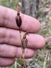 Calochilus