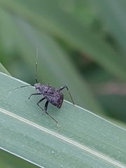 Proboscidocoris