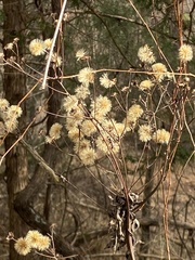 Vernonia gigantea