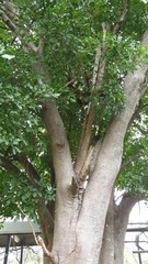 Trichosurus vulpecula