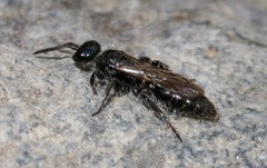 Tiphiinae