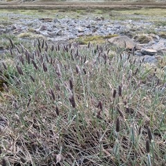 Alopecurus magellanicus