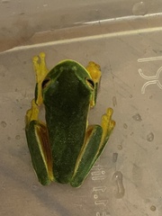 Ranoidea gracilenta