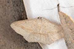 Isturgia penthearia