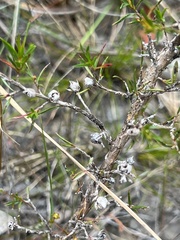 Leptospermum arachnoides
