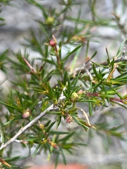 Leptospermum arachnoides