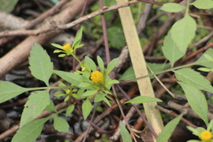 Bidens frondosa