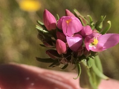 Centaurium tenuiflorum