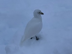 Chionis albus