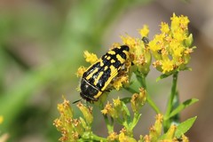 Acmaeodera amplicollis