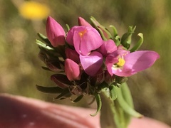 Centaurium tenuiflorum