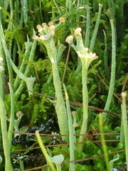 Cladonia subulata