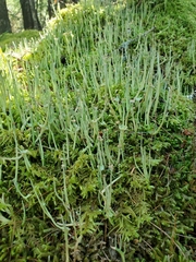 Cladonia subulata