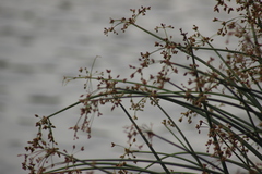 Schoenoplectus lacustris