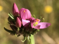 Centaurium tenuiflorum